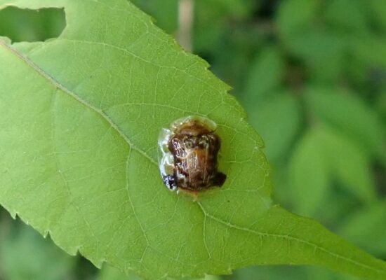 イチモンジカメノハコムシ