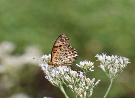 ヒヨドリバナと蝶