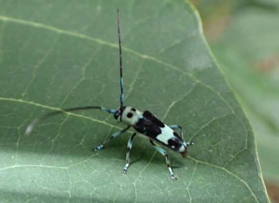 ラミーカミキリ