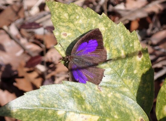 ムラサキツバメ