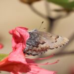 コツバメ♀